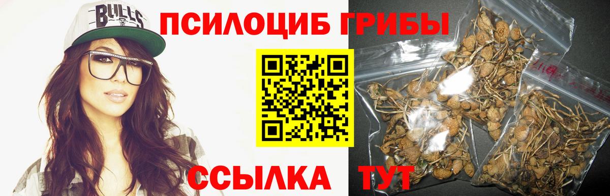 Псилоцибиновые грибы Psilocybe Заводоуковск